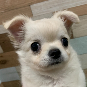 animal_image