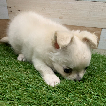 animal_image