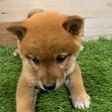animal_image