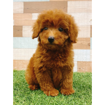 animal_image