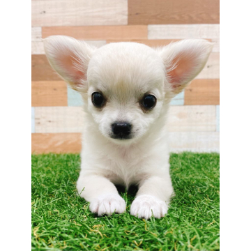 animal_image