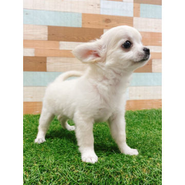 animal_image
