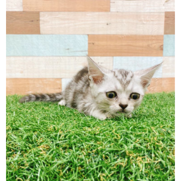animal_image