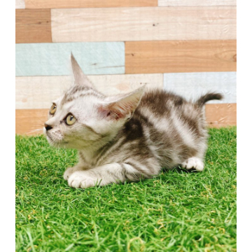 animal_image