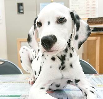 animal_image