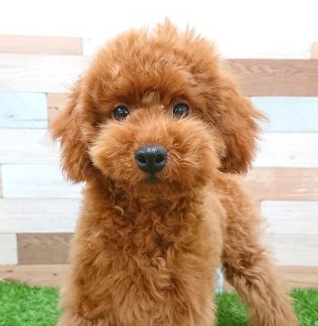 animal_image