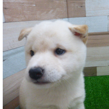 animal_image
