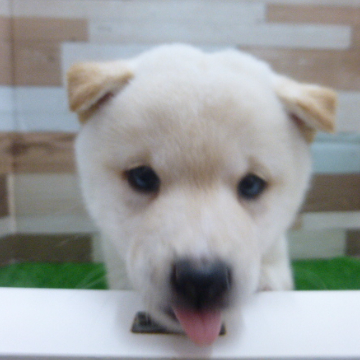 animal_image