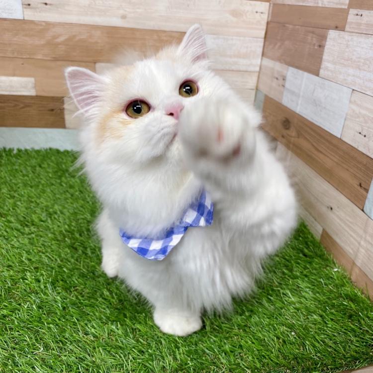 animal_image