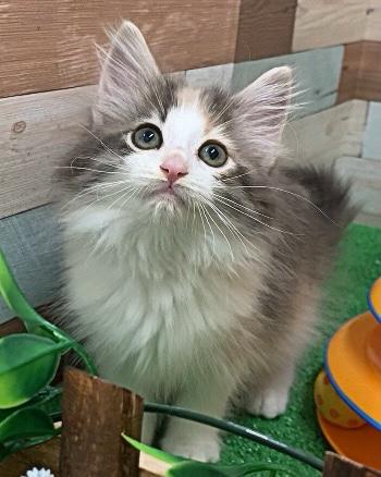 animal_image