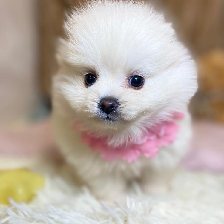 animal_image