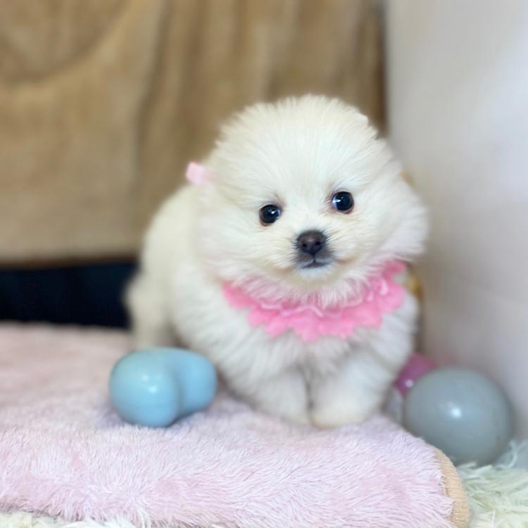 animal_image