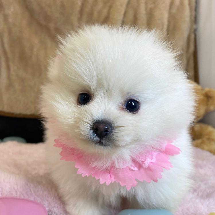 animal_image