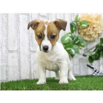 animal_image