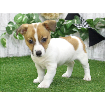 animal_image