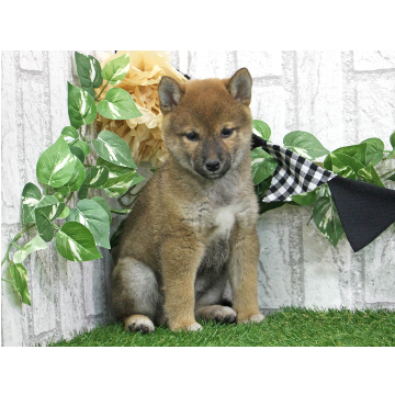 animal_image