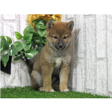 animal_image