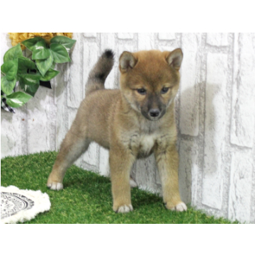 animal_image
