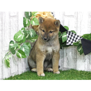 animal_image