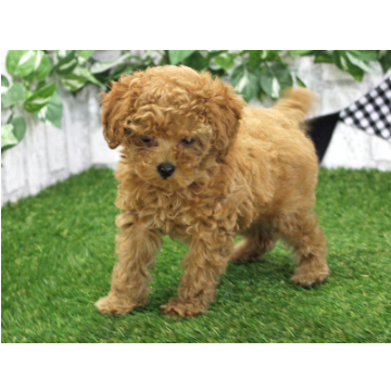 animal_image