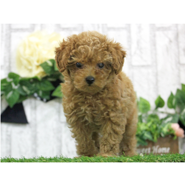 animal_image