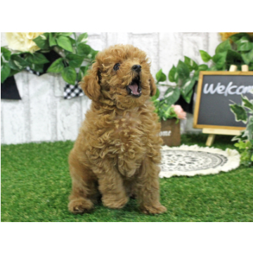 animal_image