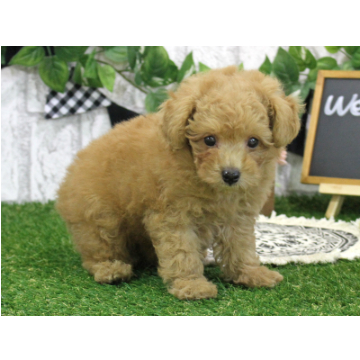 animal_image