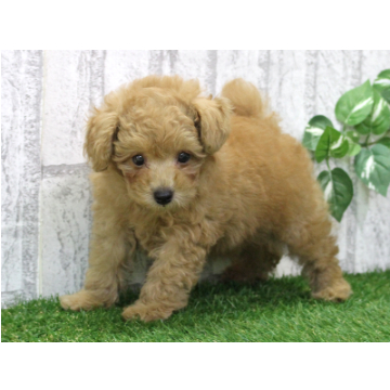 animal_image