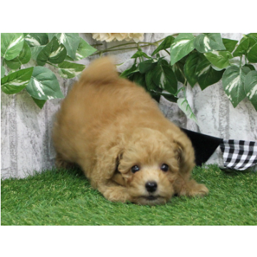 animal_image
