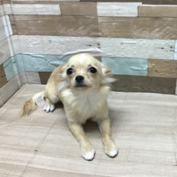 animal_image