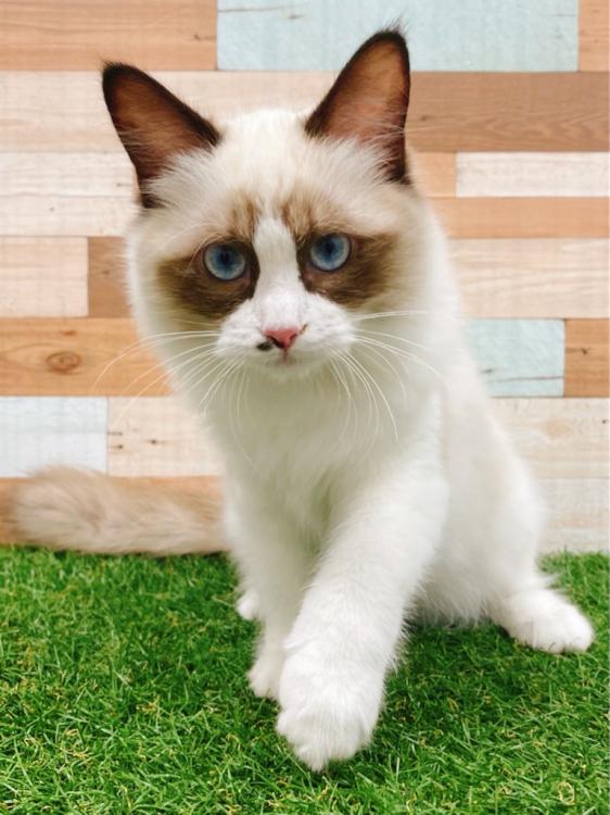 animal_image