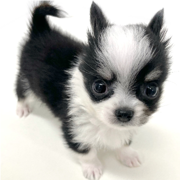 animal_image