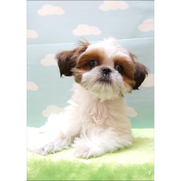 animal_image