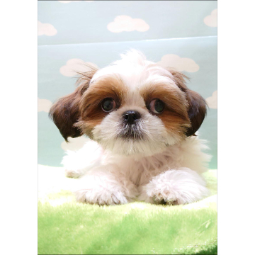 animal_image