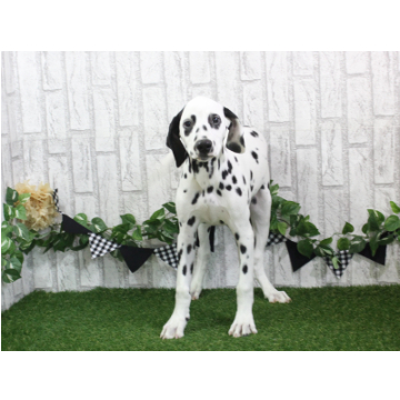 animal_image
