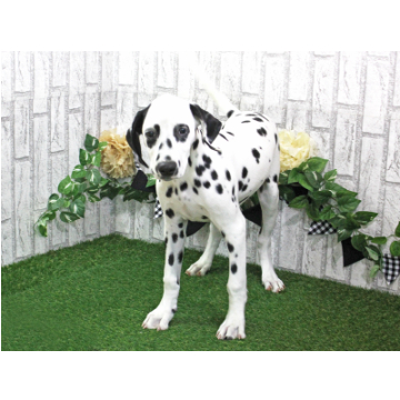 animal_image