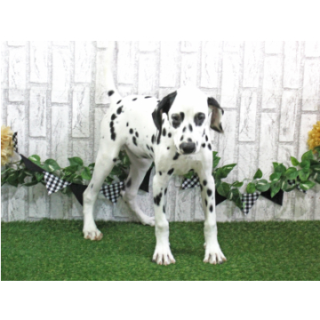 animal_image