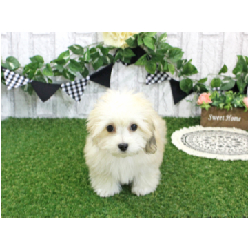 animal_image