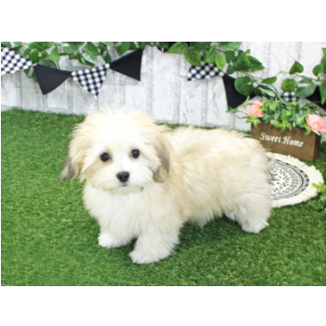 animal_image