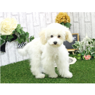 animal_image