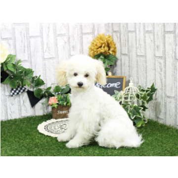 animal_image