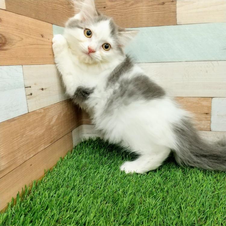 animal_image