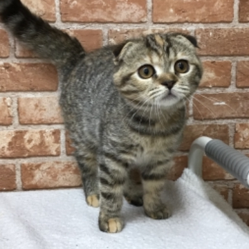 animal_image