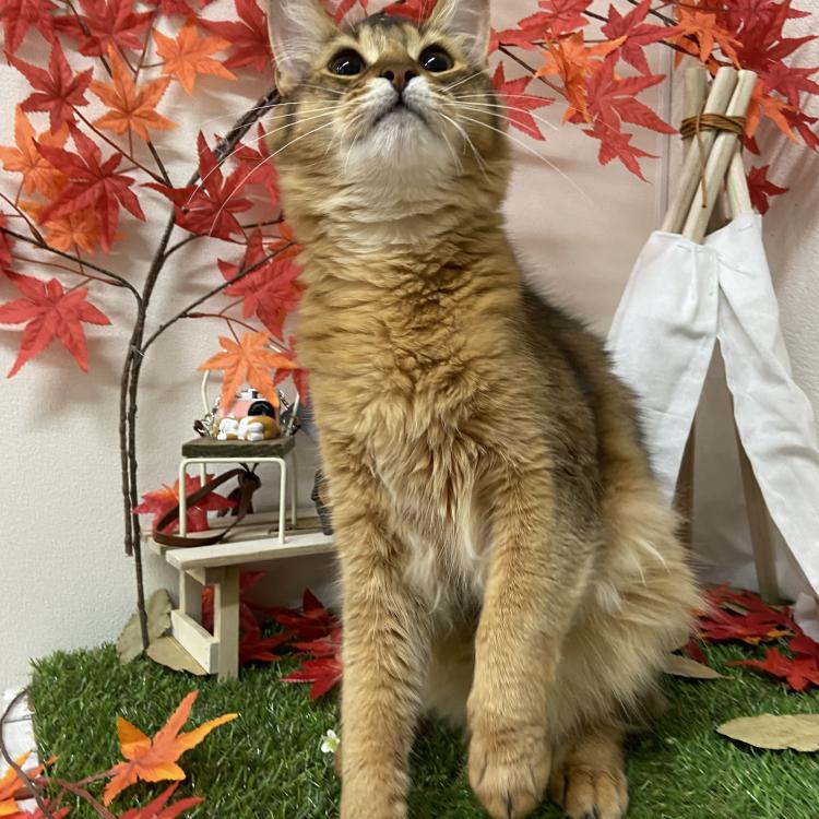 animal_image