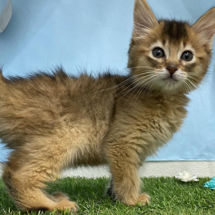 animal_image