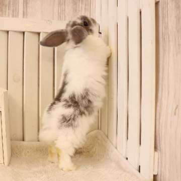 animal_image