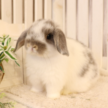 animal_image
