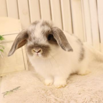 animal_image