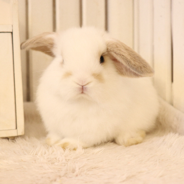 animal_image