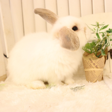 animal_image